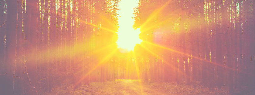 Sunrise through trees