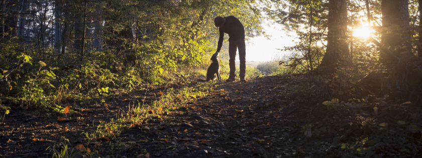 Dog in the woods