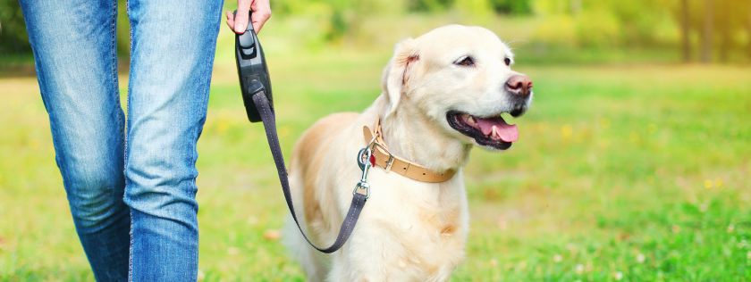 Walking the dog in the park
