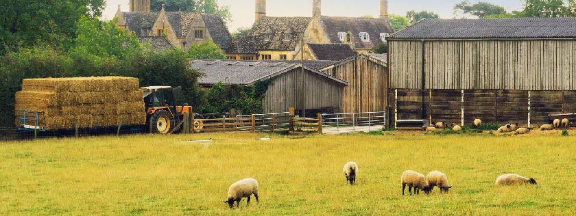 Farmyard with tractor and sheep in field