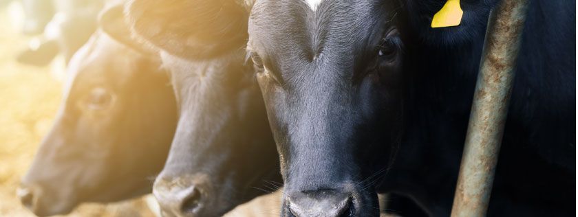 Cows in cow shed on farm