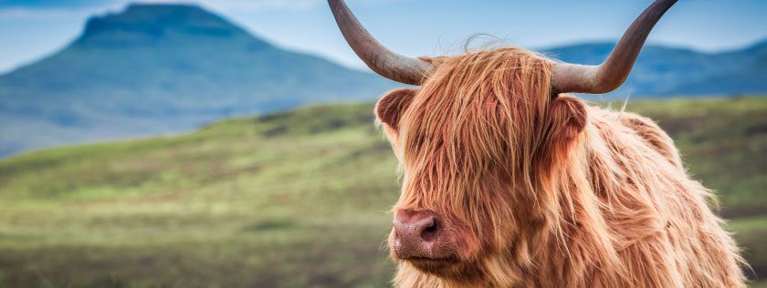 Highland cow in Scottish Highlands