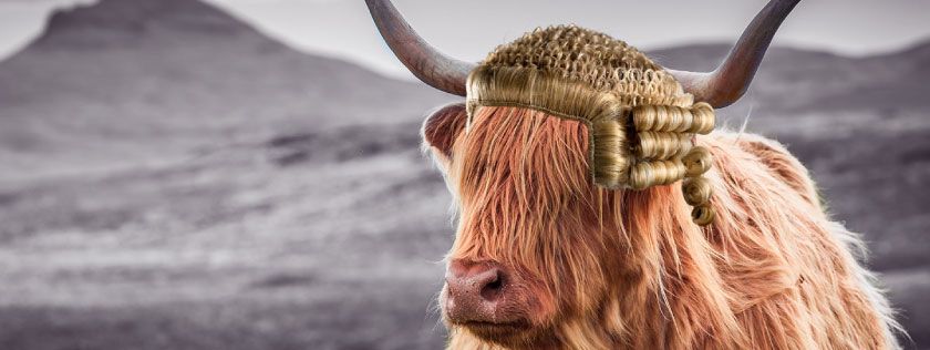 Highland cow with legal wig on