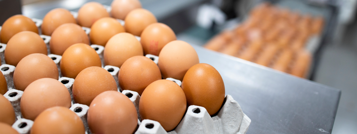 Eggs in cardboard cartons