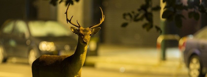 Deer on street in city