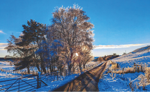 January artwork for 2026 calendar