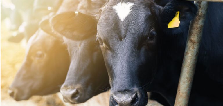 Cows in cow shed on farm