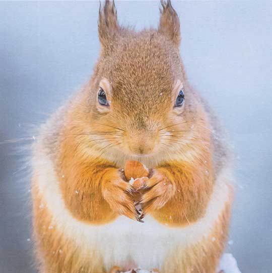 Calendar winner for November 2022 depicting a squirrel eating 