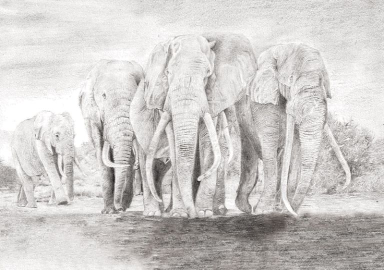 A pencil drawing of elephants