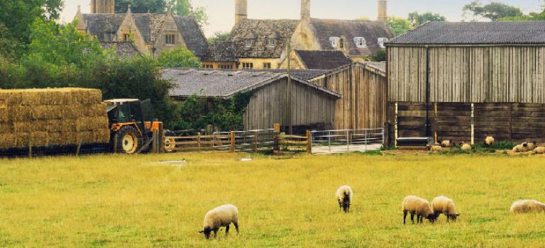 Farmyard with tractor and sheep in field