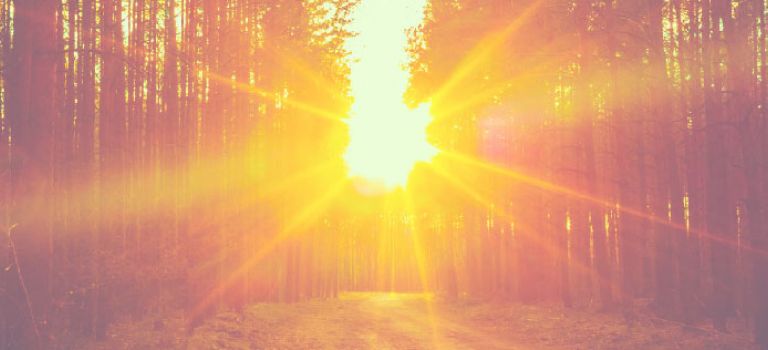 Sunrise through trees