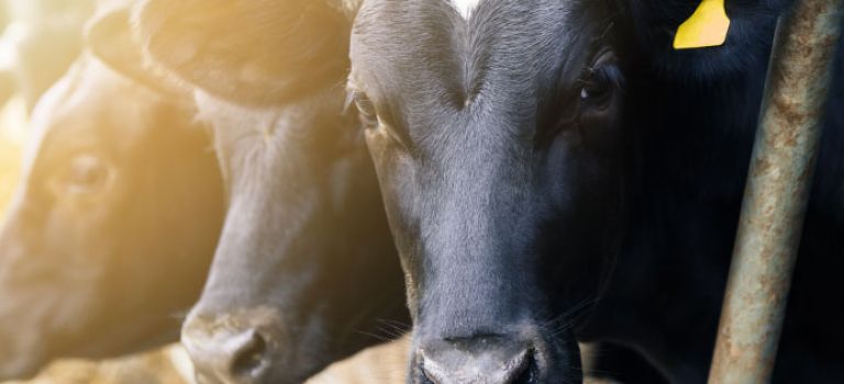 Cows in cow shed on farm