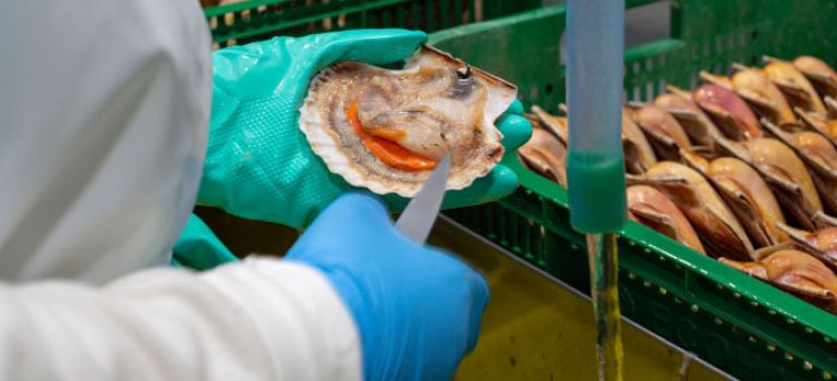 Working in scallop factory