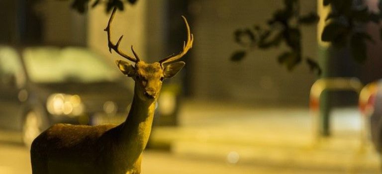 Deer on street in city